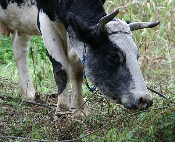PICT1462 small COW.jpg - 288884 Bytes